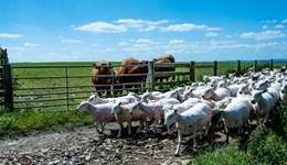 An evening with AHDB Beef & Lamb: Your levy, your industry, your future